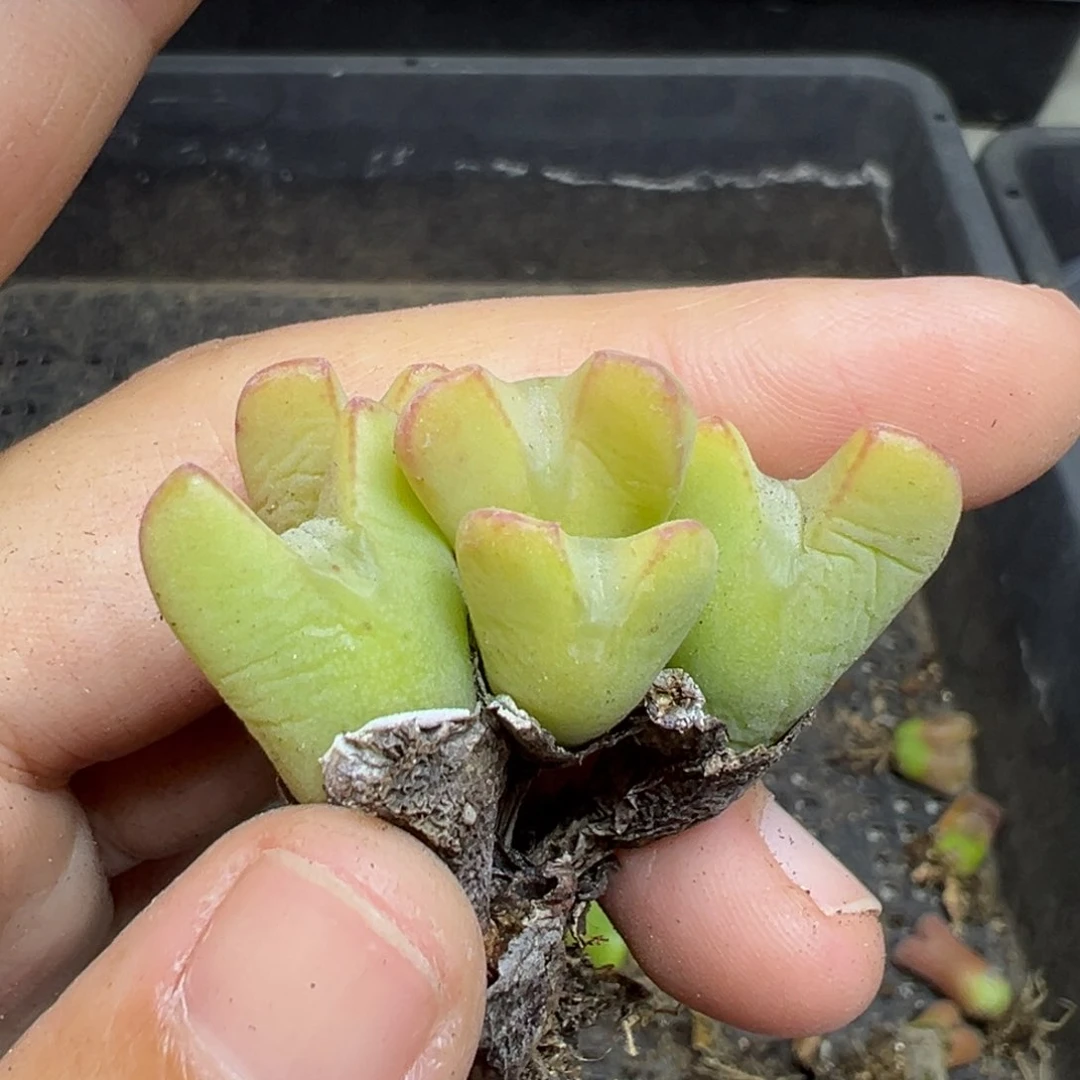 【闪购商品】706….