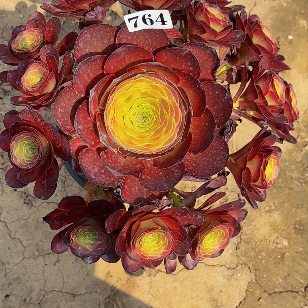 简**美764魅金嫩桩多肉植物