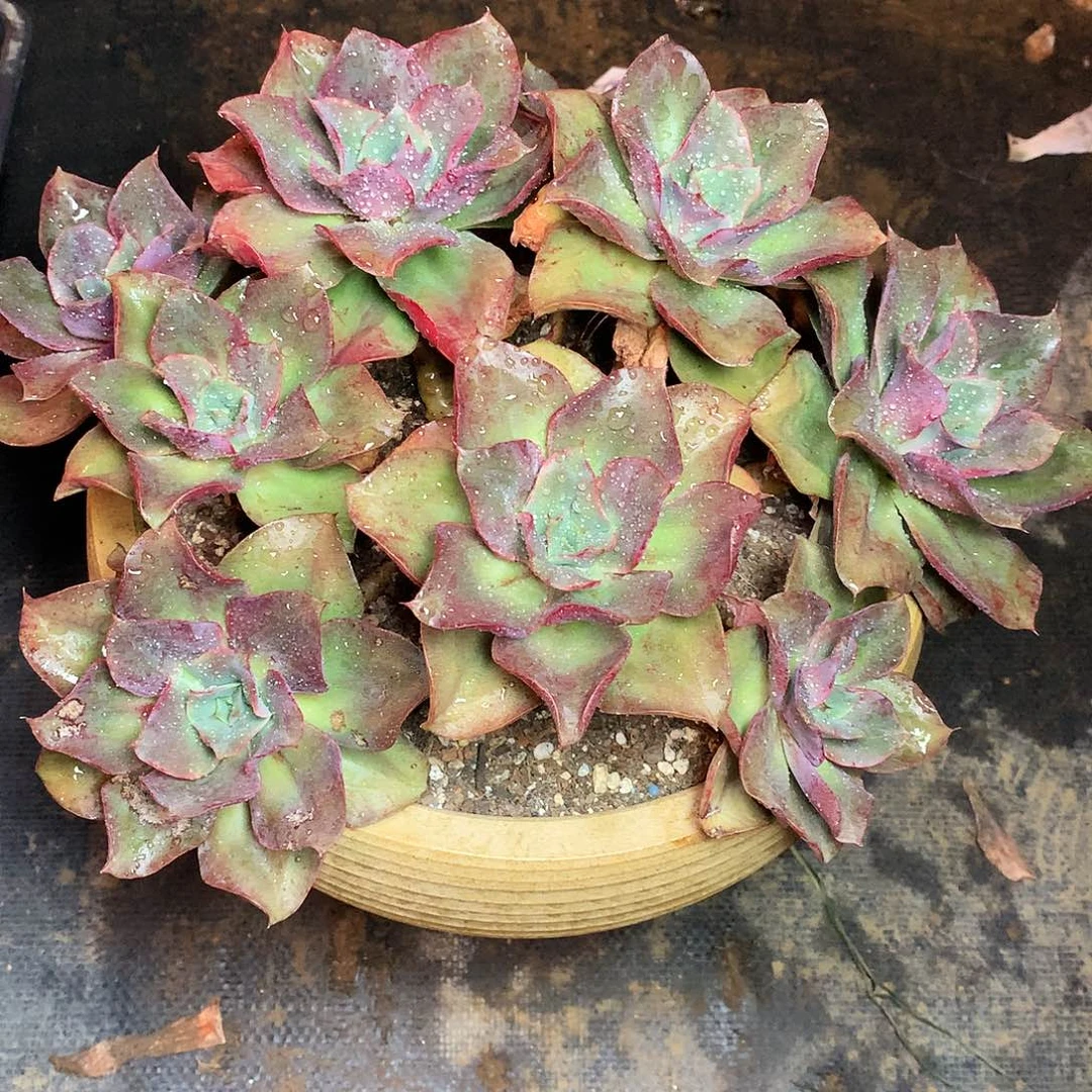 大****西蒙娜丽莎一物一拍26.51