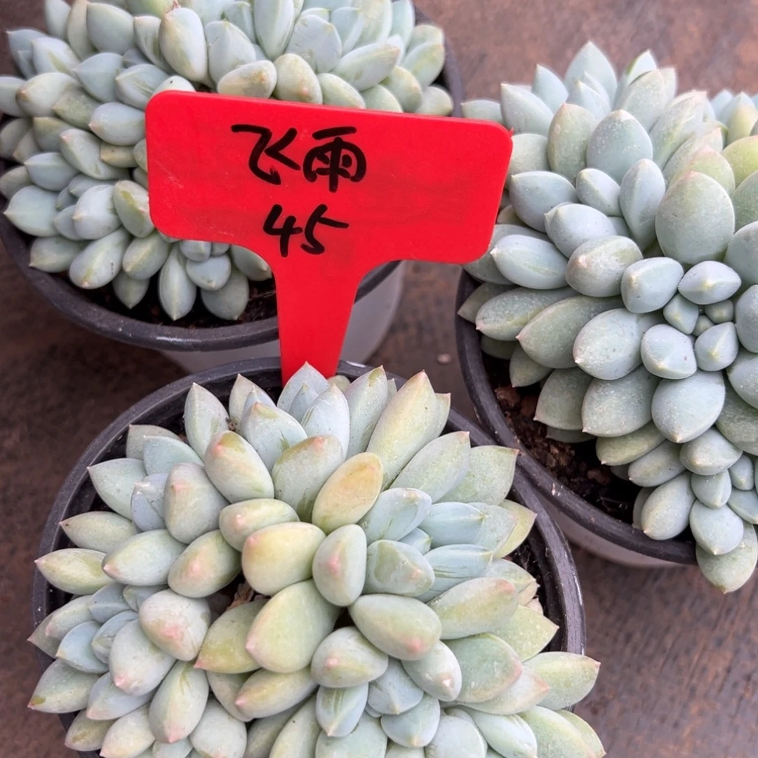 飞***雨我也要努力去实现它吧希望能
