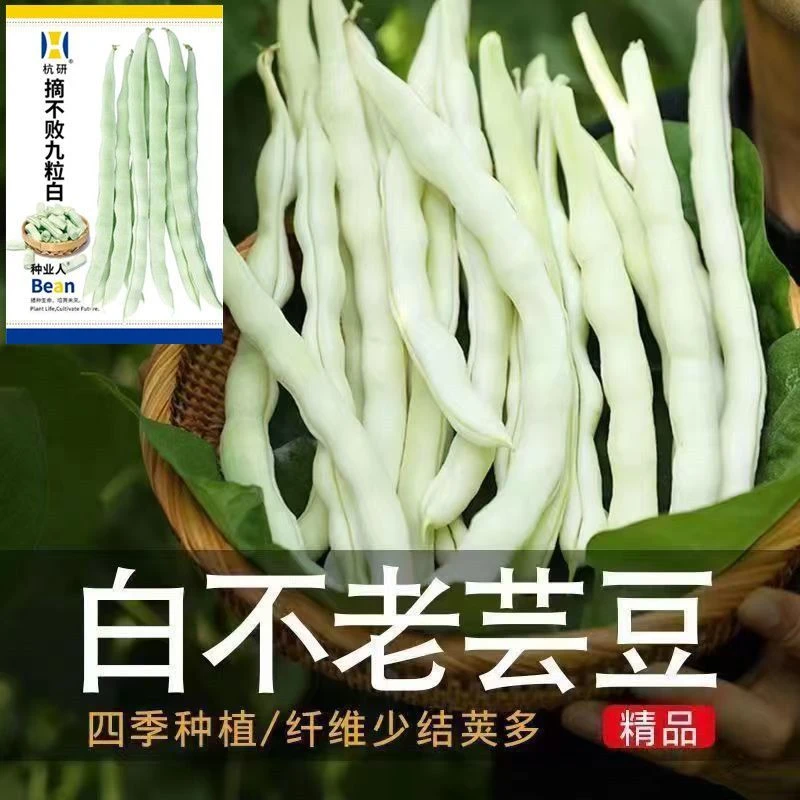 摘不败九粒白芸豆种子早熟高产白不老豆角种子四季老来少豆角种子