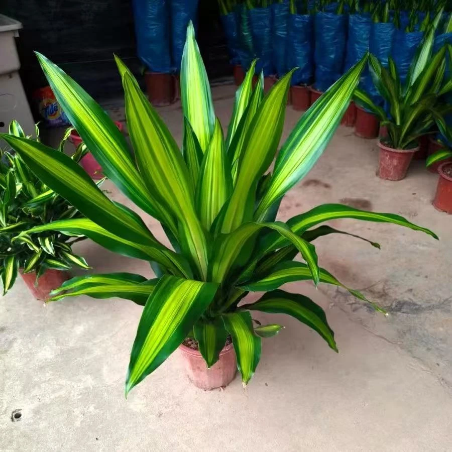 金心百合竹铁室内盆栽好养易活净化空气耐寒绿植（发货会割盆边）