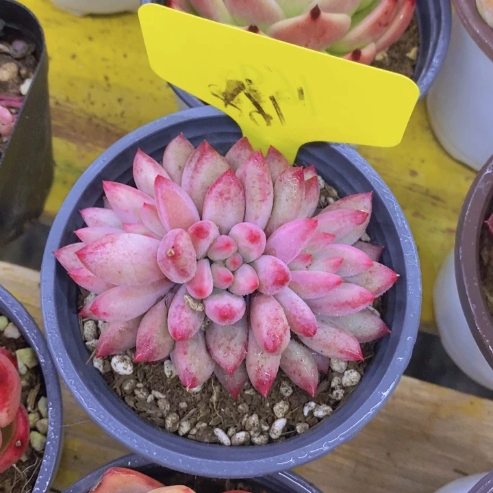 闯*下多肉植物，开心多肉