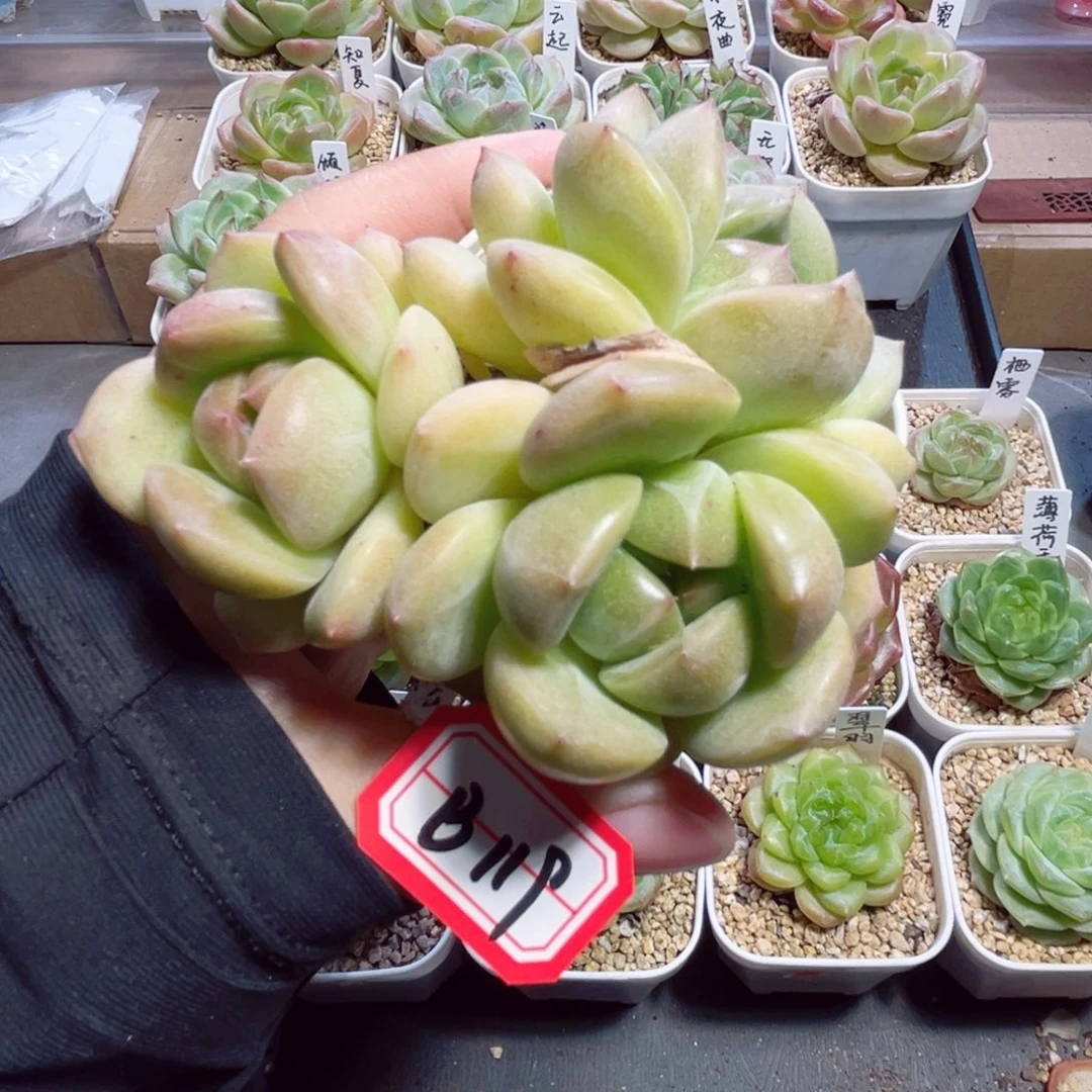 왕***일B119 一物一拍 凤泉