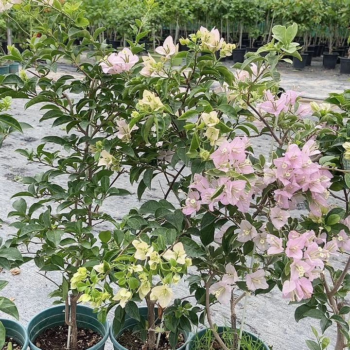 当前无花栽培后可以开花苹果花一颗