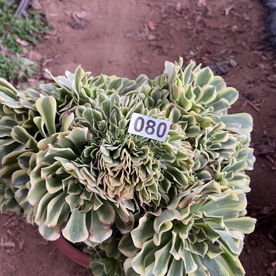 安***～多肉植物一个绿豆沙