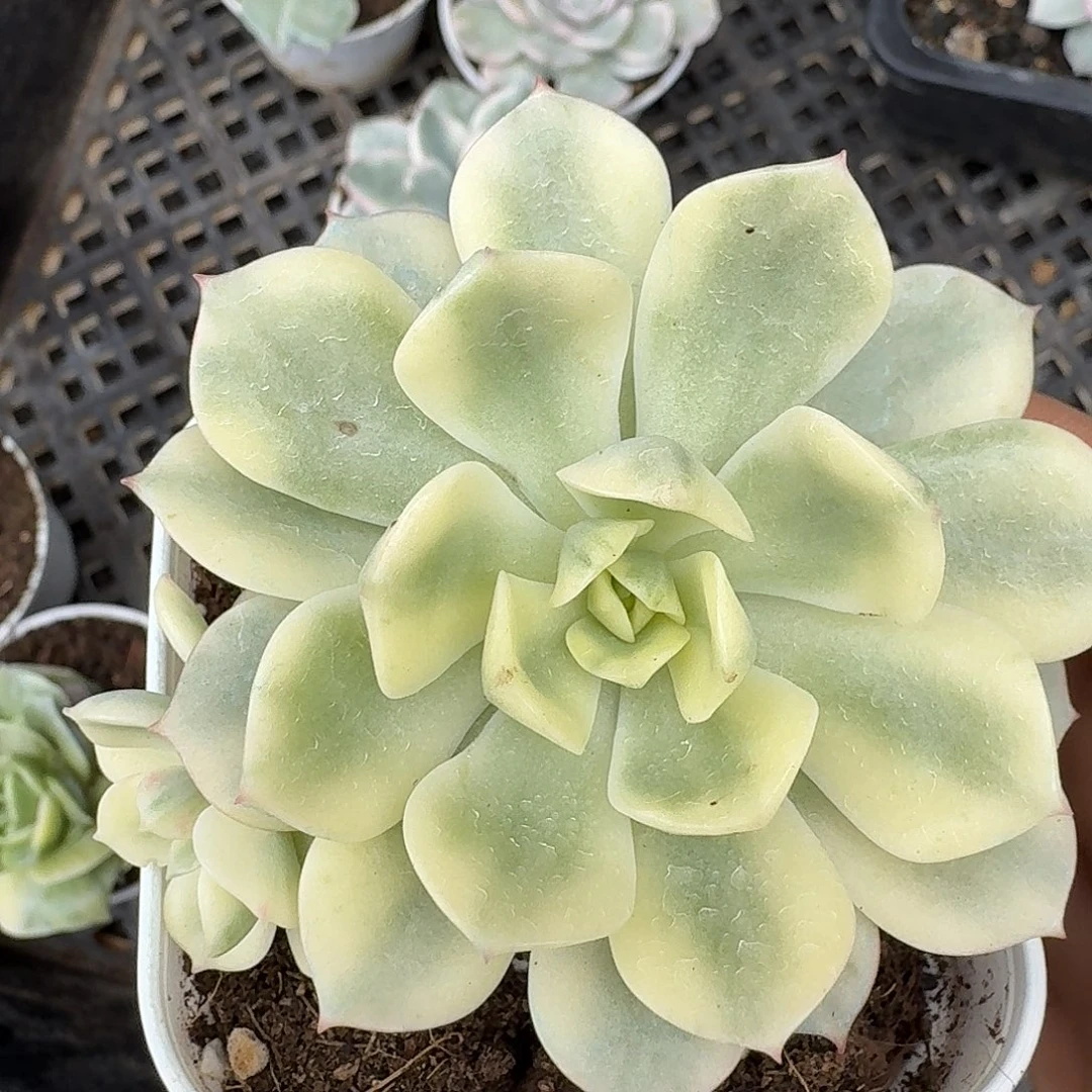 福利炸红化妆锦的