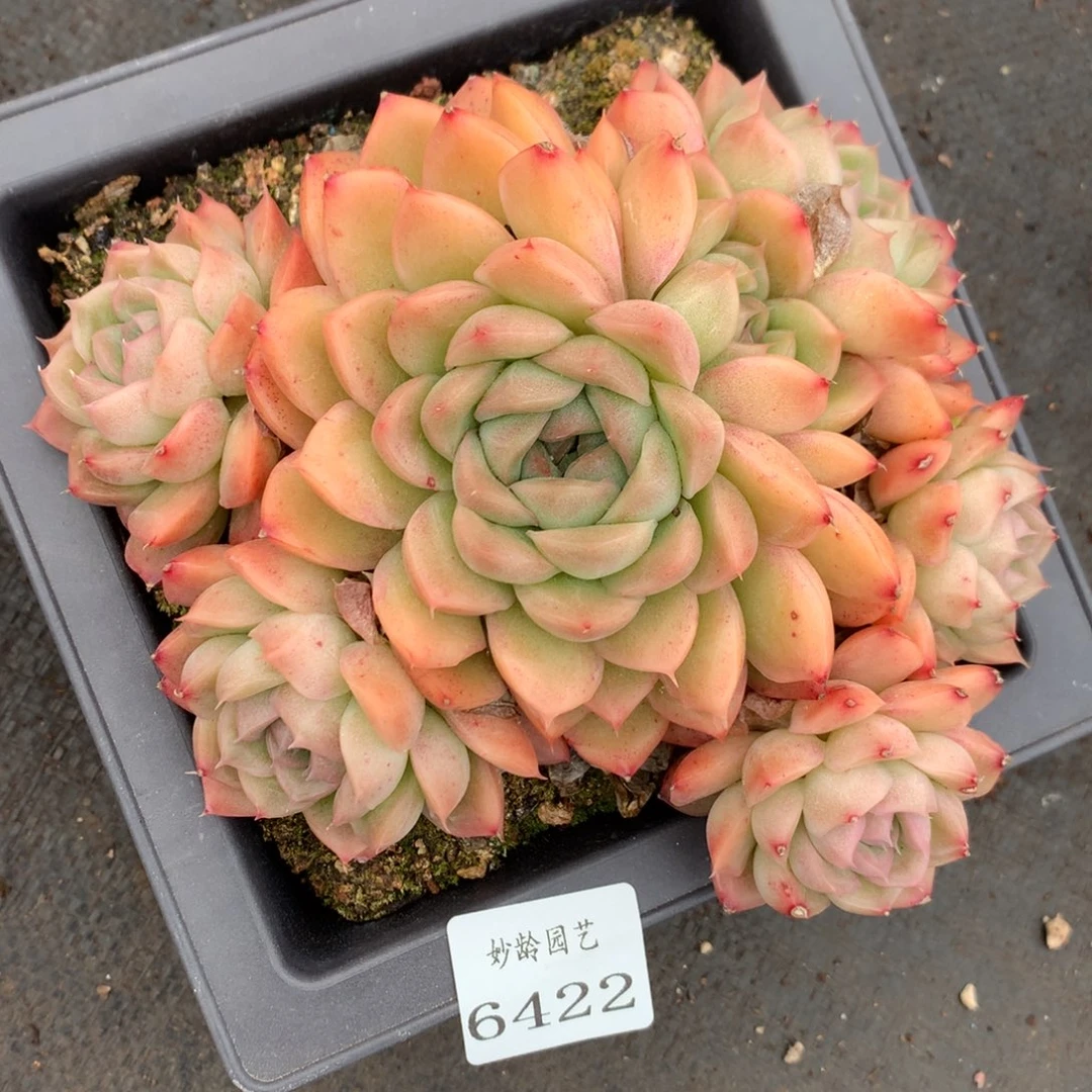 6422杂交精品基地16厘米