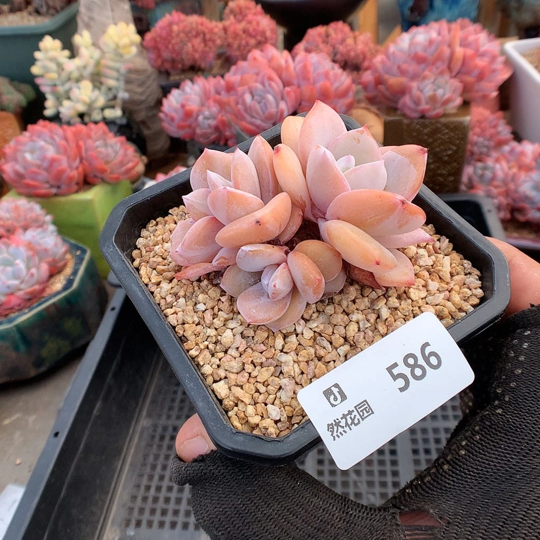 586奶茶多肉植物666