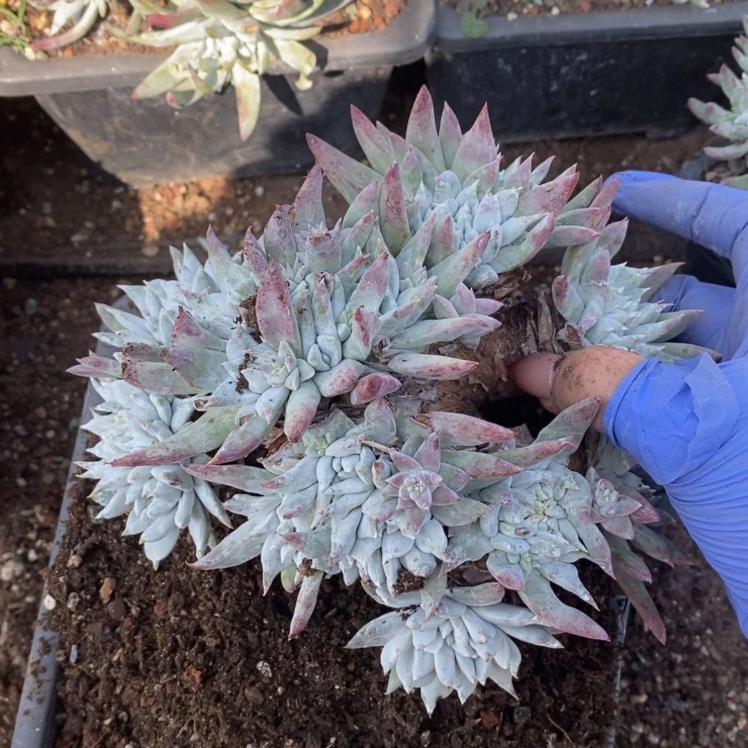 M**闵1978个哈哈哈哈哈哈