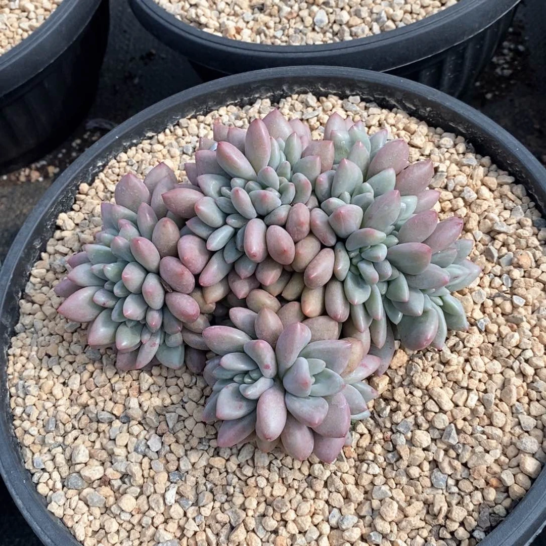 夏**子多肉桃花源自然缀化，123464894