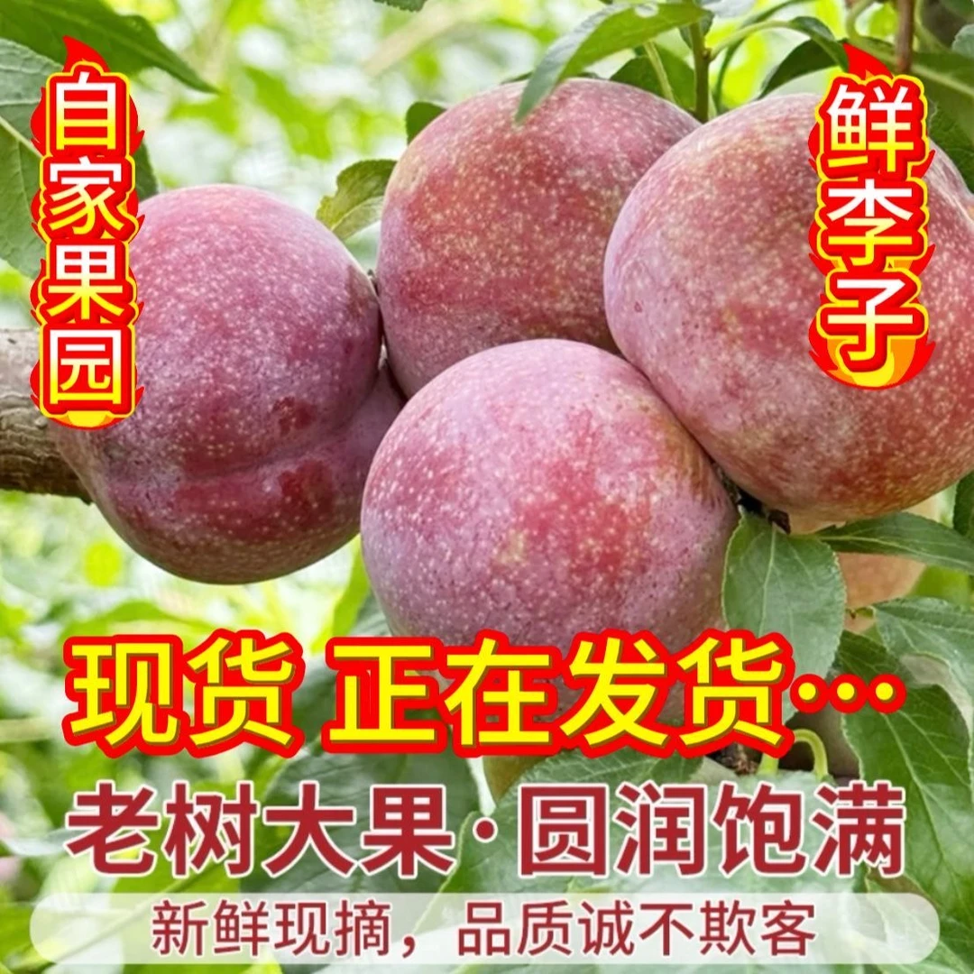 【果农自种】红心李正宗钱排五月银妃三华李新鲜孕妇水果酸甜李子