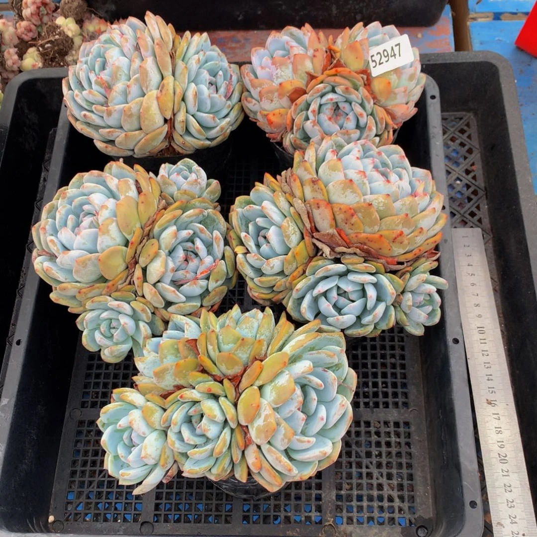 52947五个嗯嗯嗯嗯好