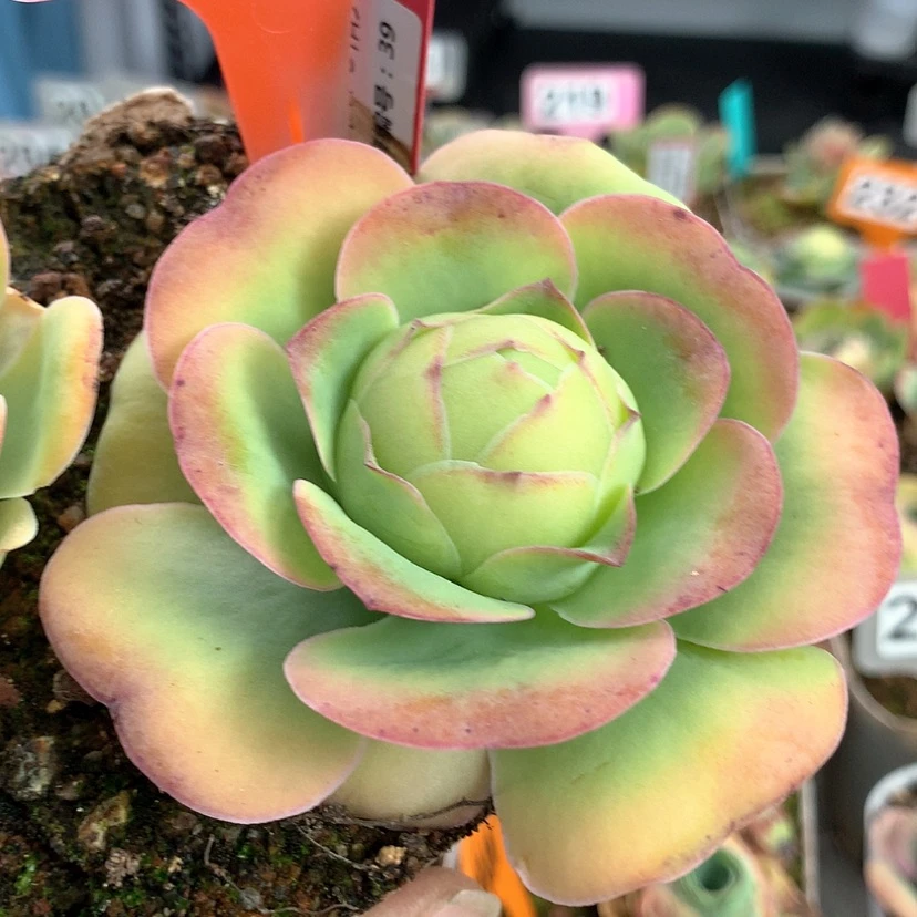 【闪购商品】m**kyjj206