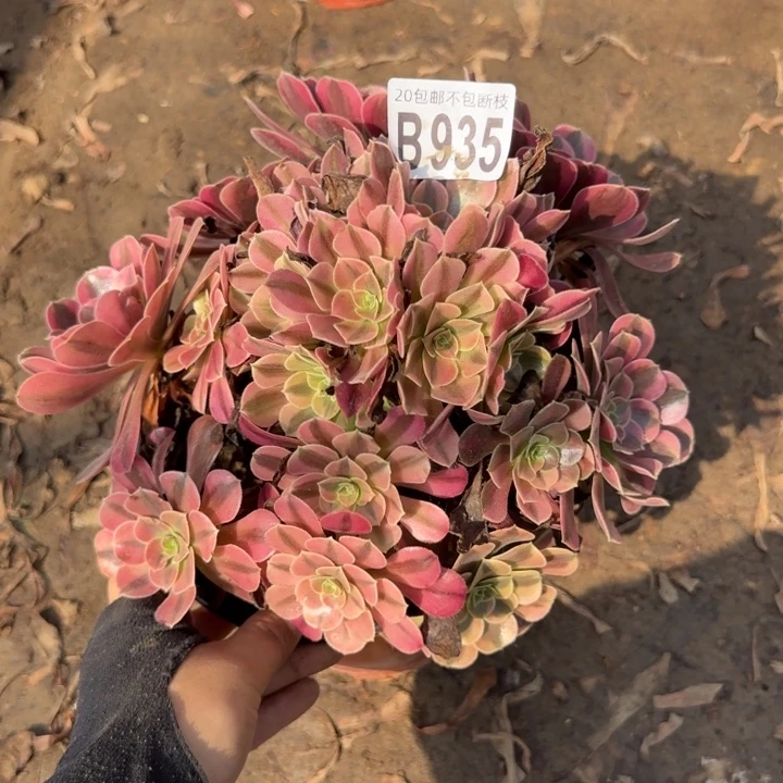 美杜……多肉植物……