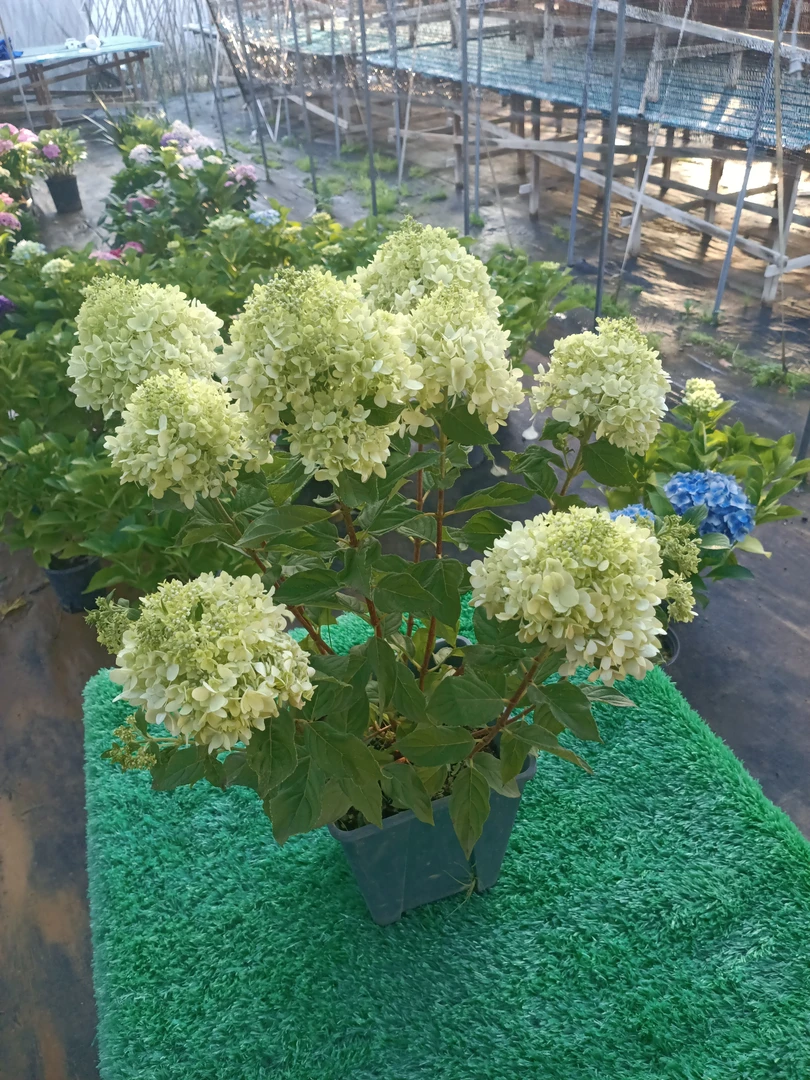 活力青柠大花绣球盆栽可露天栽种适合阳台庭院