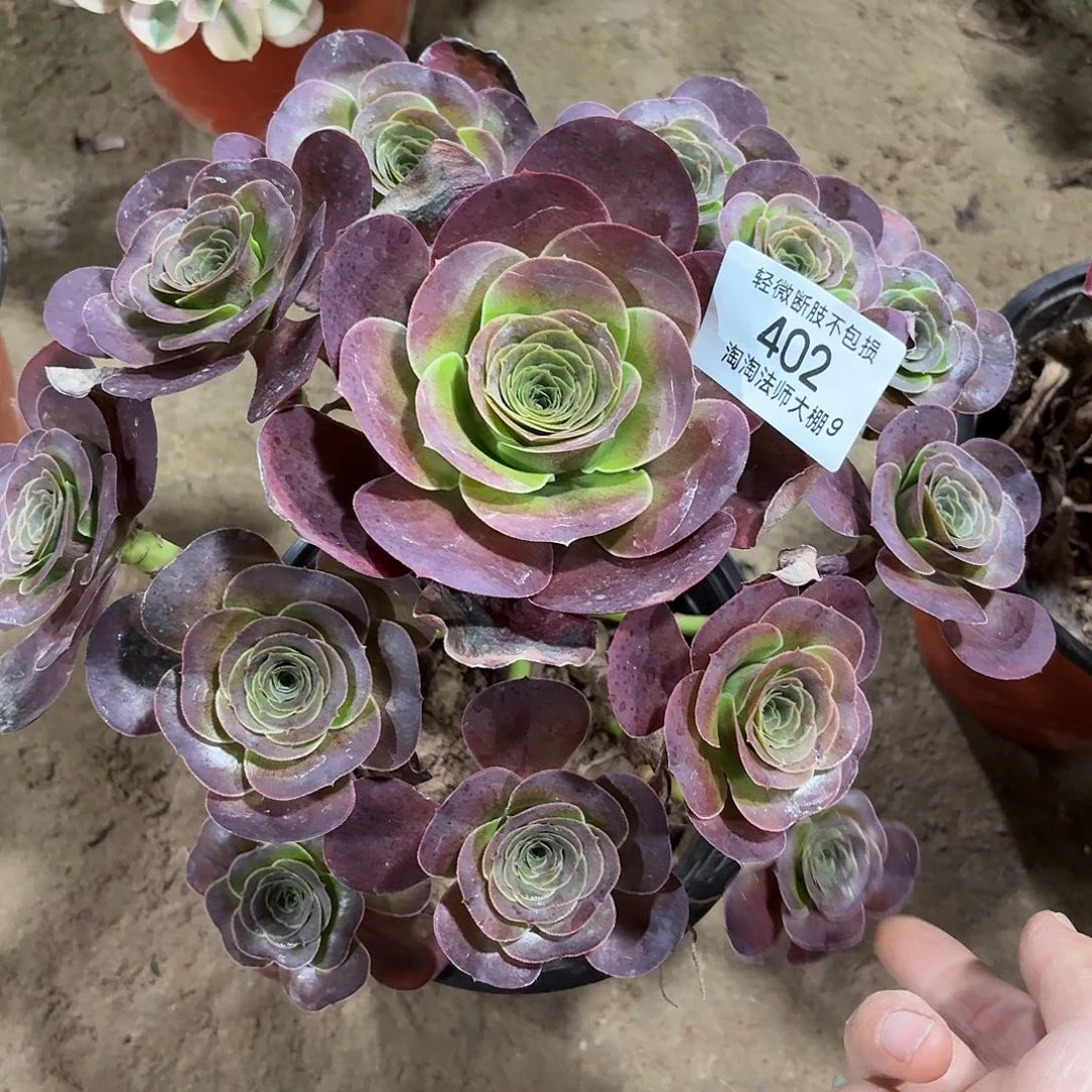 402魅金玫瑰多肉植物法师