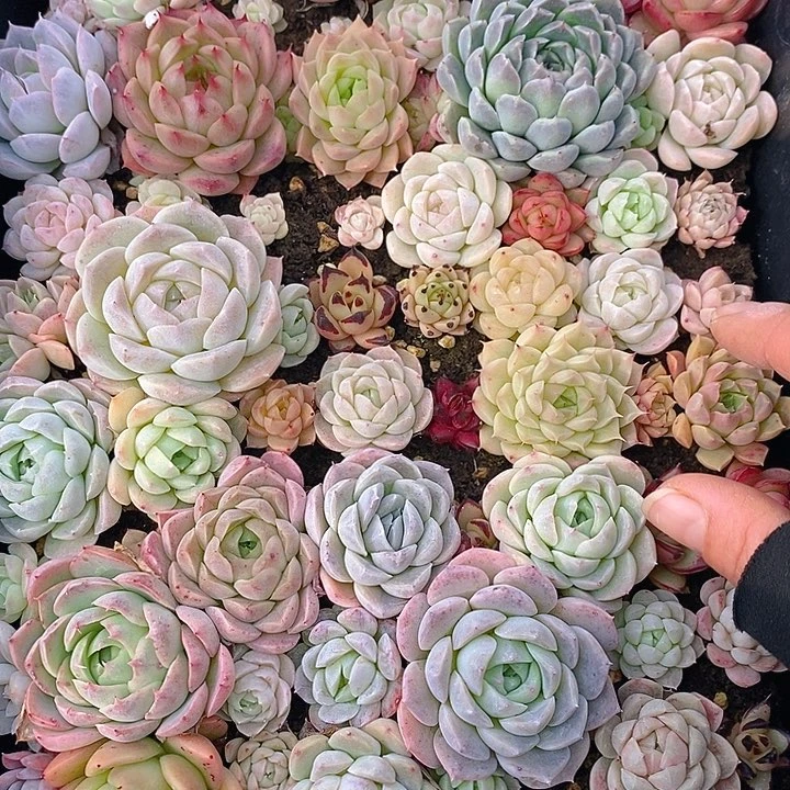 69 多肉植物盆栽花卉植物