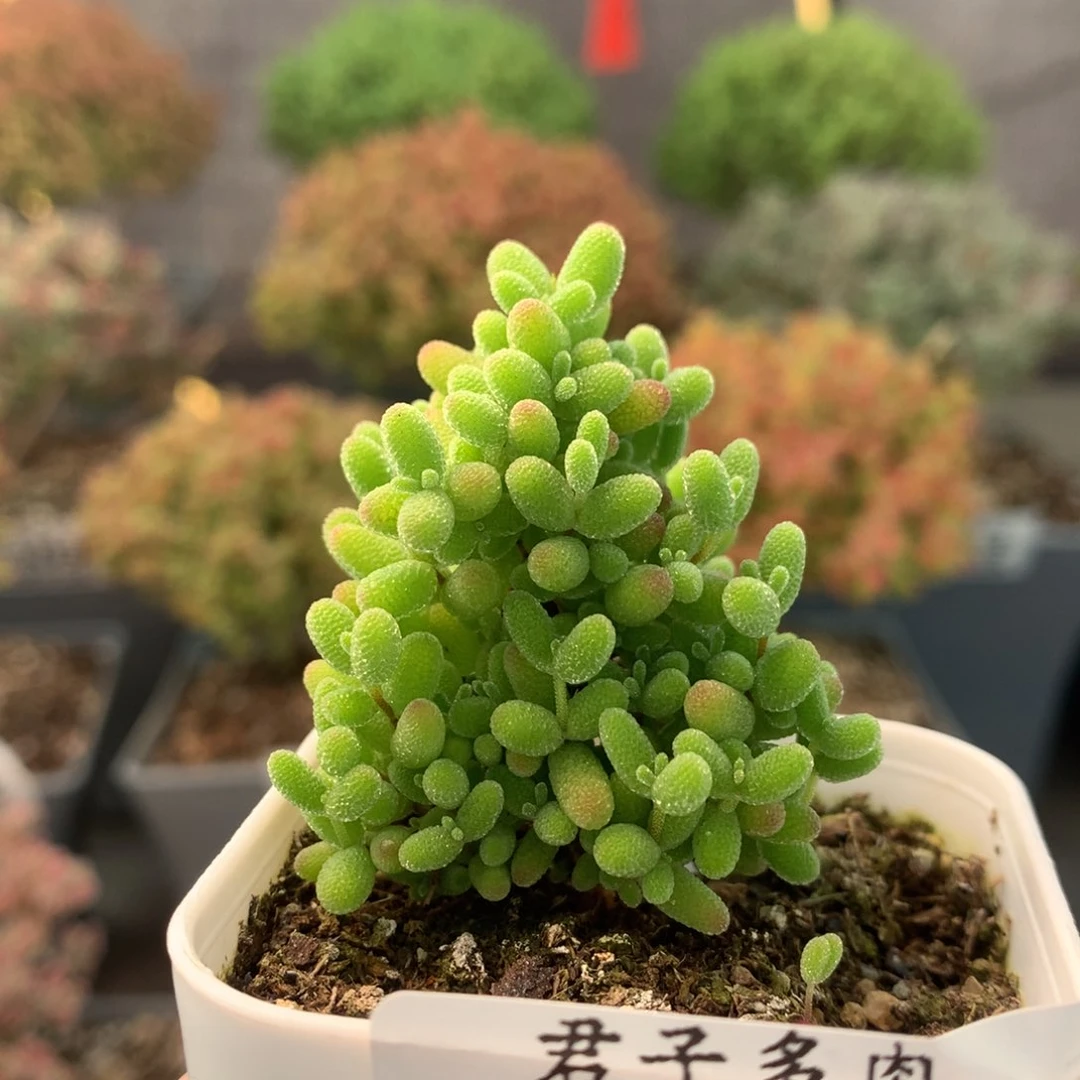 c285蜜橘糖球枝干番杏