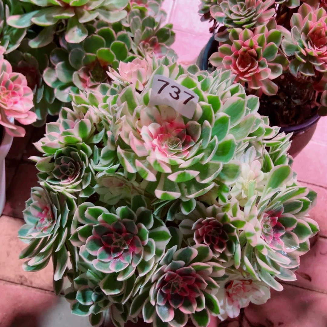 737倾城变异法师多肉植物