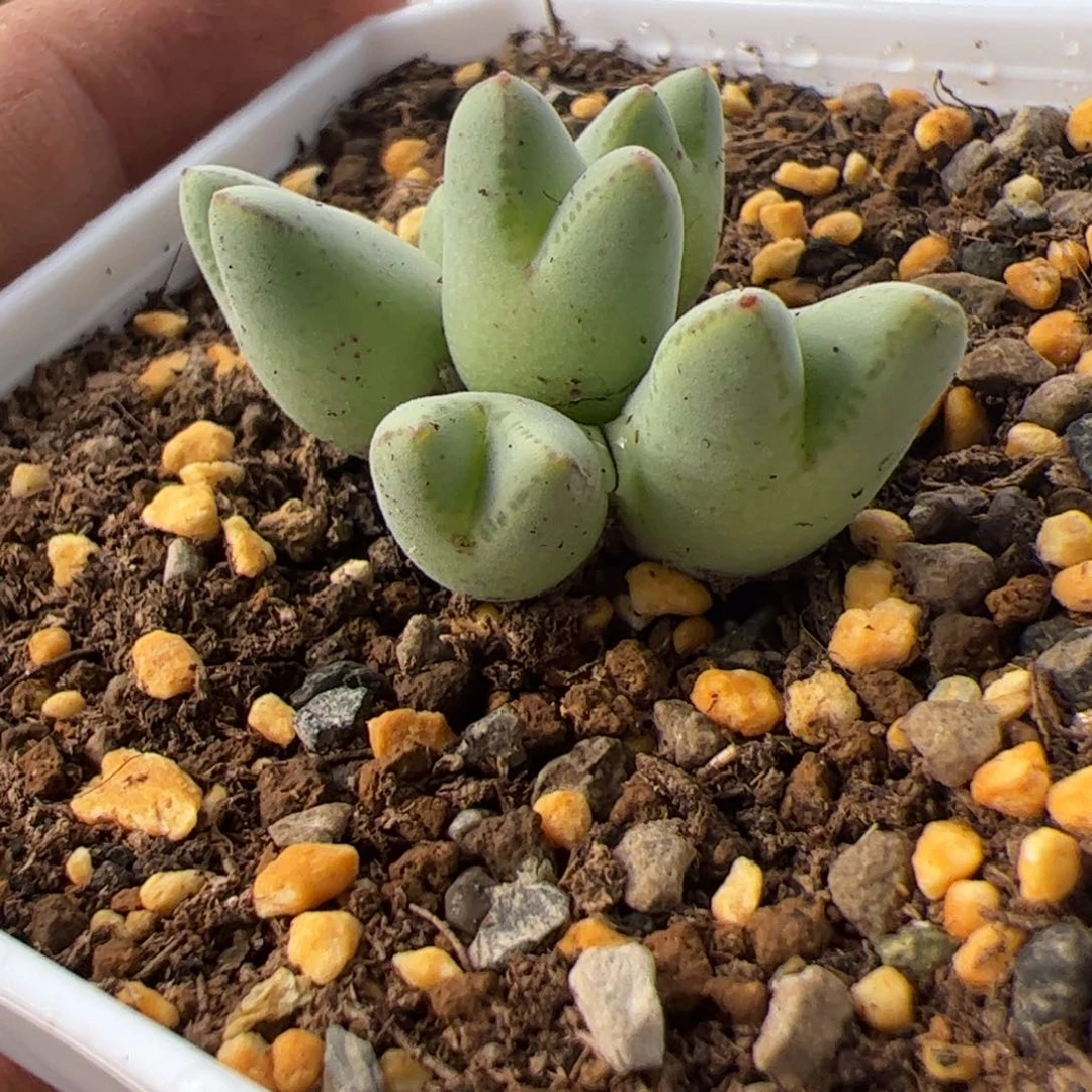 p***p11.25猪蹄多肉植物51