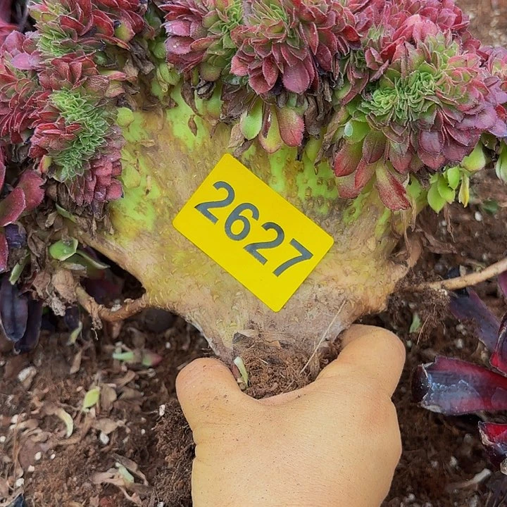 多肉植物缀2627海王