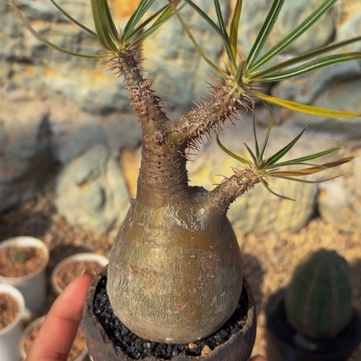 m老家养定象牙宫根系好