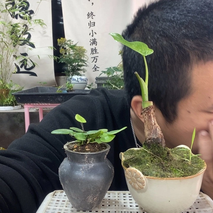 以实际为准盆景盆栽绿植71