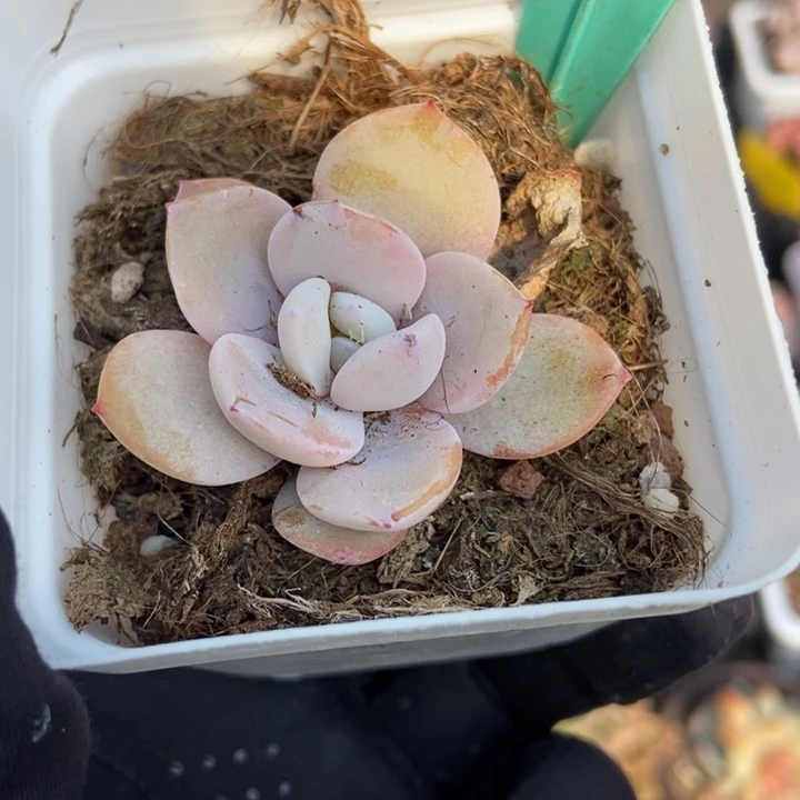 1603奶茶多肉植物保护