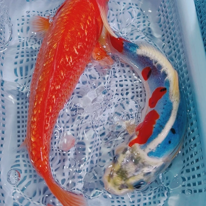 海水鱼冷水锦鲤观赏鱼77