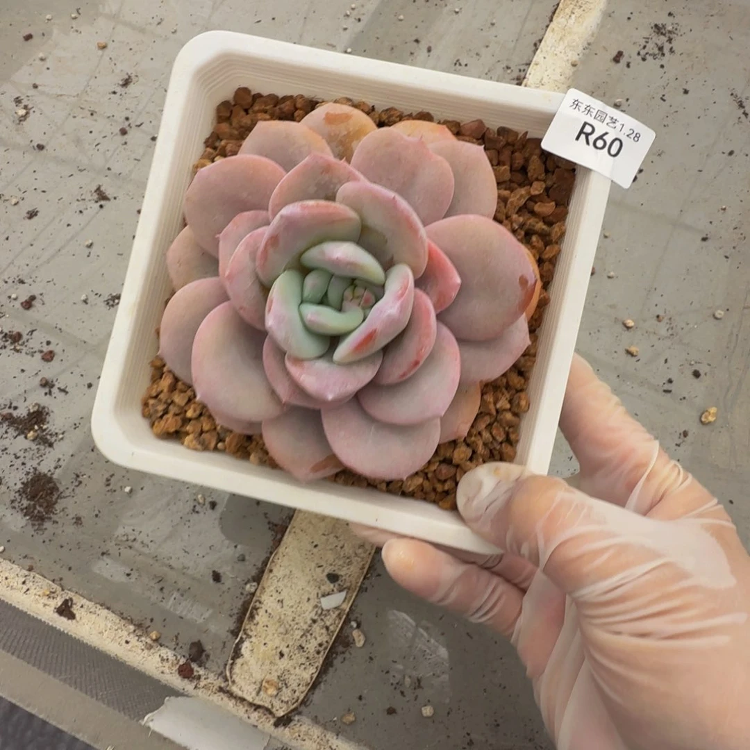 r r r r r r r r r r t 60