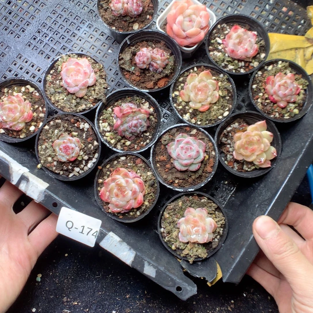 无花朵Q174 yyyyyyyyyy