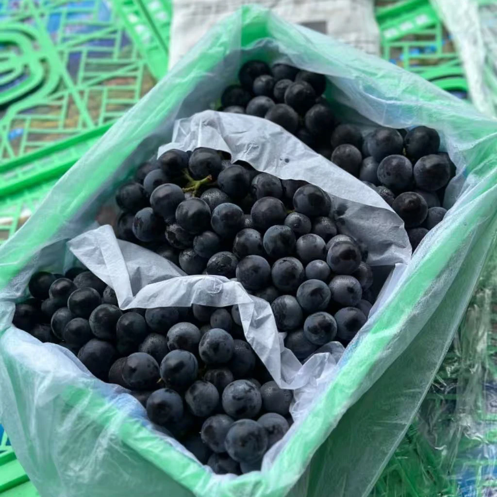 新疆蓝莓葡萄3斤净新疆维吾尔自治区