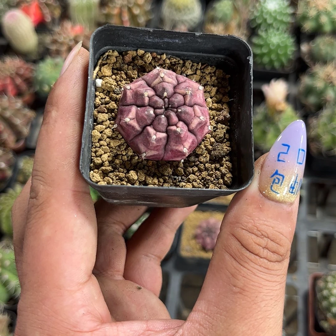 单头小梦想单头发货有根