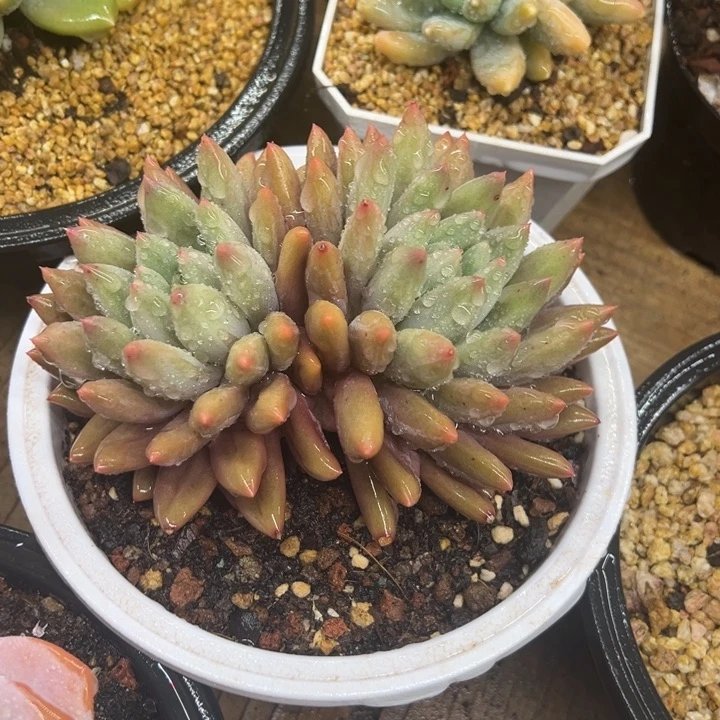 水晶球 老桩 夏鸣园艺