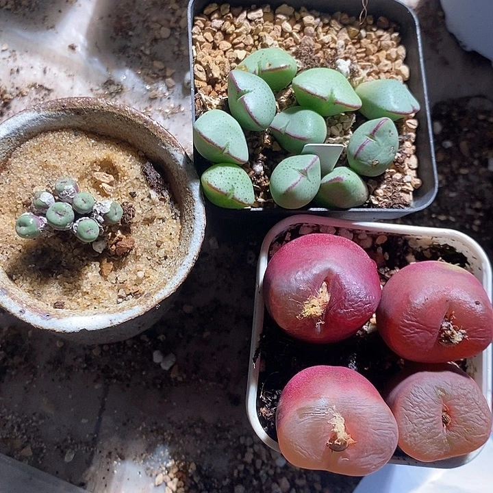 1324。   福利组合。