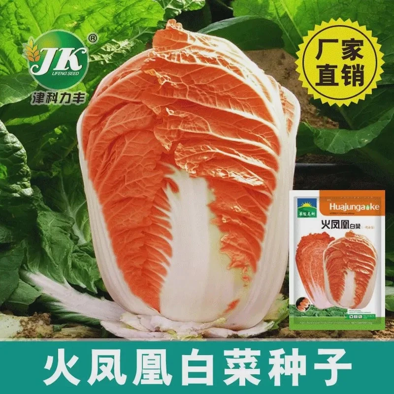 【全店满5包包邮】火凤凰大白菜种子红白菜籽抗病秋播橘红心鲜美