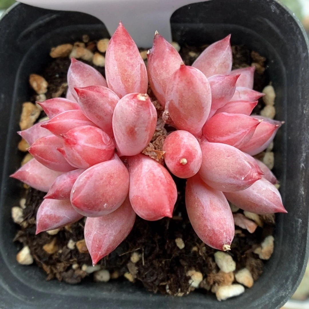 金鱼姬双头可拍549号