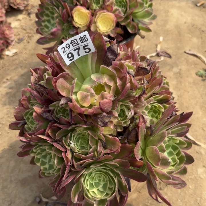 晨*海王……多肉植物……