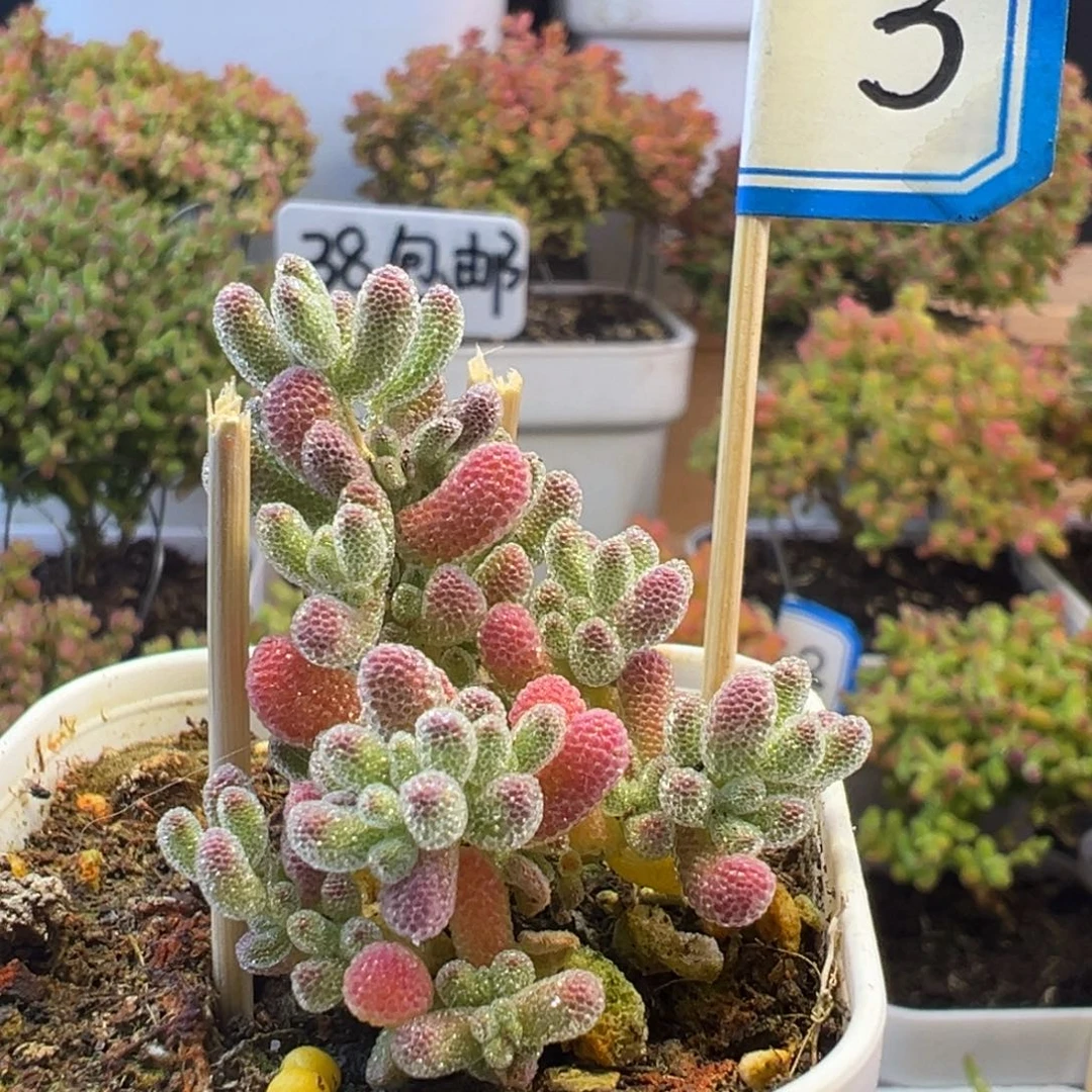 3号实生小冰晶小可爱