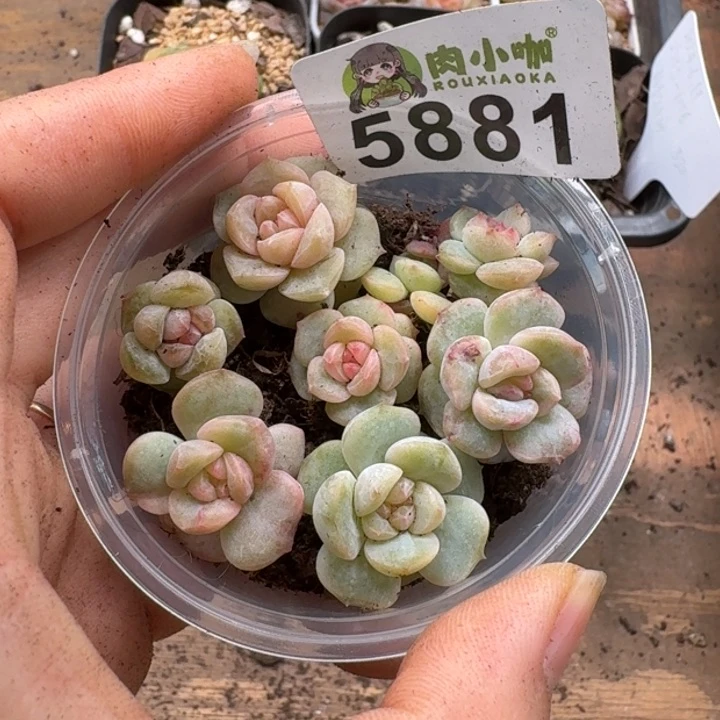 多肉植物多肉植物