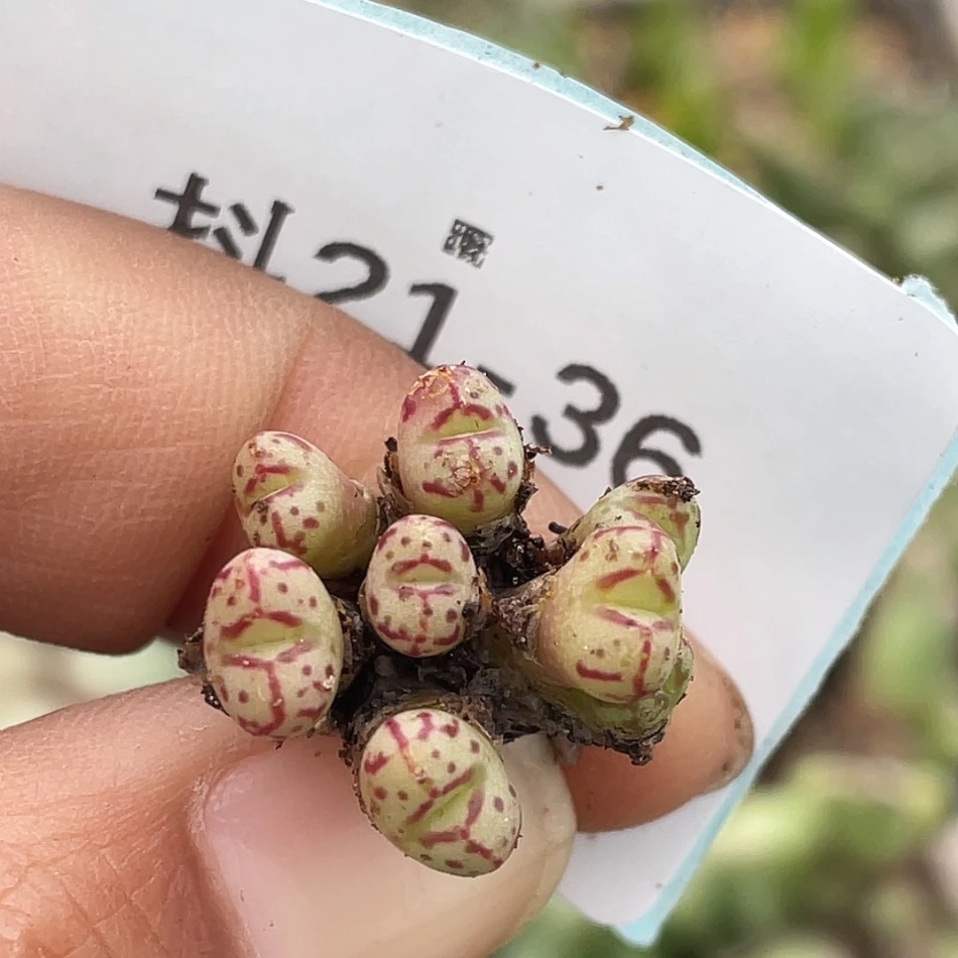 21-36小t多肉植物