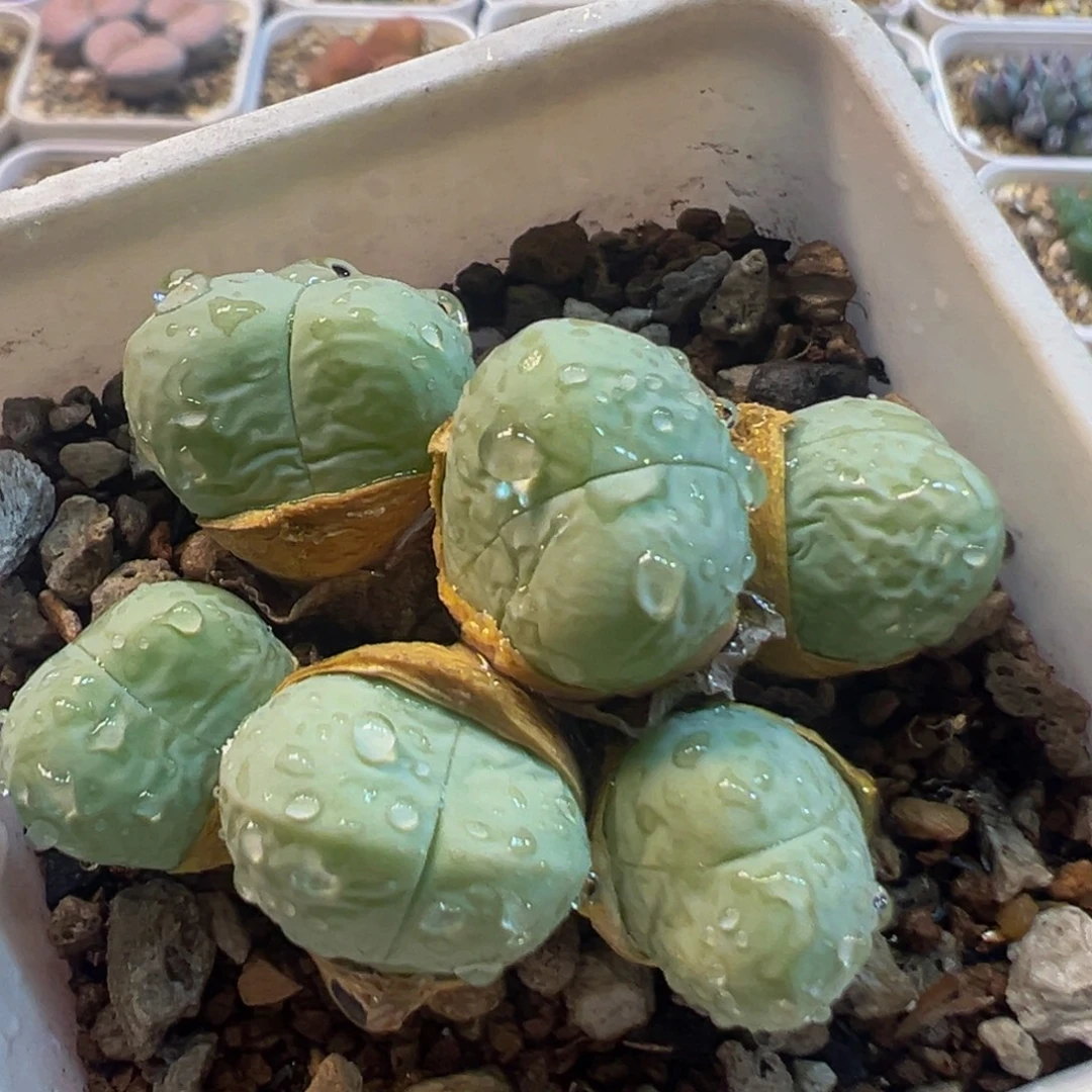 92多肉植物百科知识