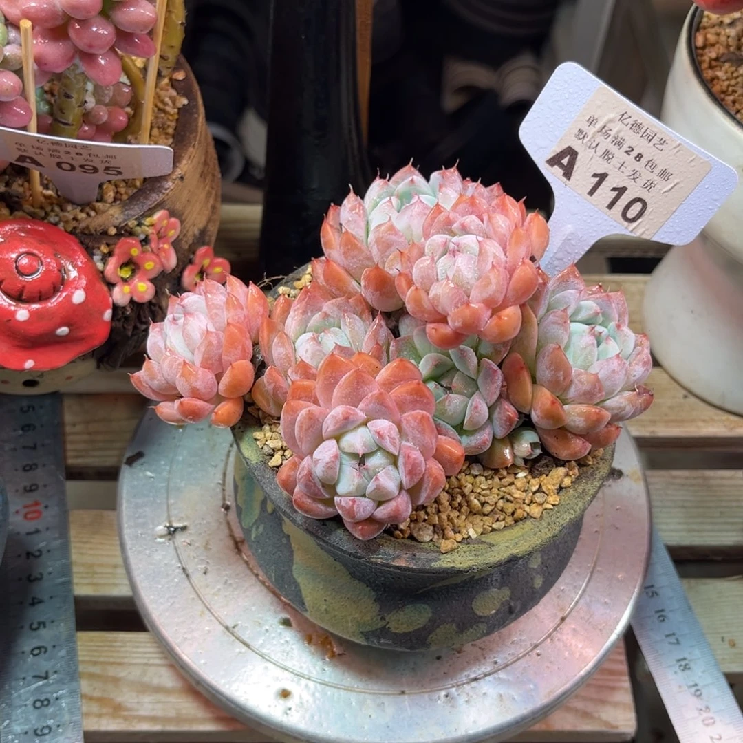 白底佳人多肉植物duzinvn