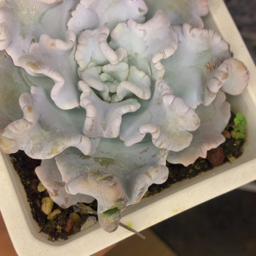 芭蕾舞者大 处理 有伤 （满9.99包邮不满9.99发叶子）