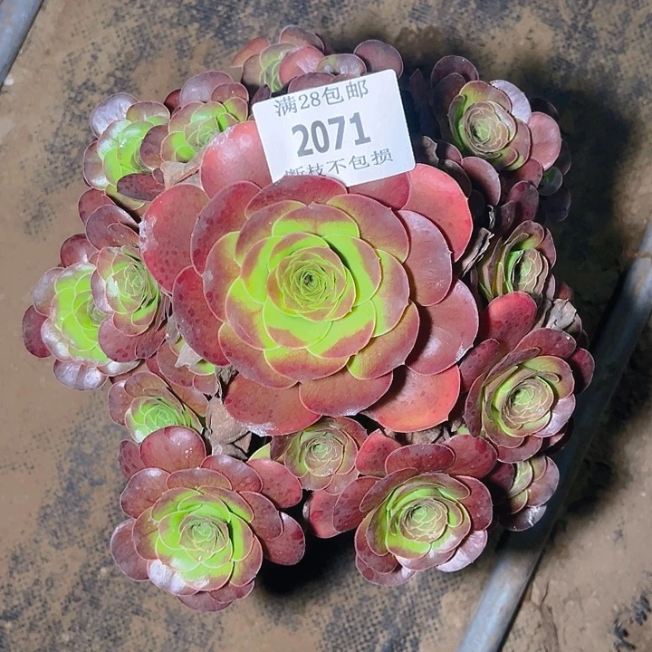 2071魅金玫瑰多肉植物