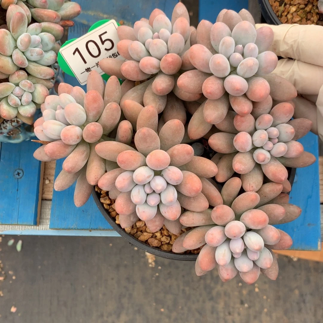 大叶汤圆无砍平头105