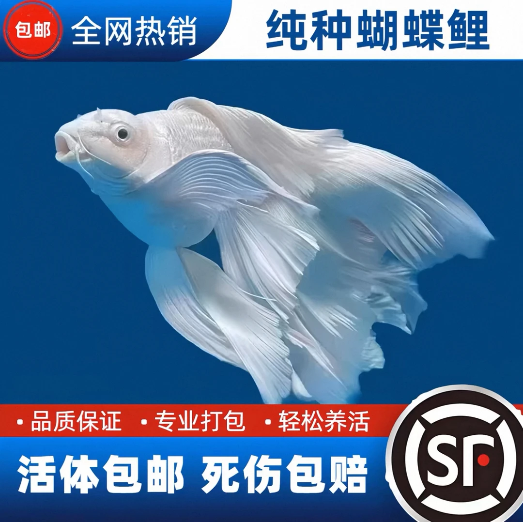 纯种狮子头台湾蝴蝶鲤赛级白短球大鳍大尾观赏鱼好养耐活【包活】