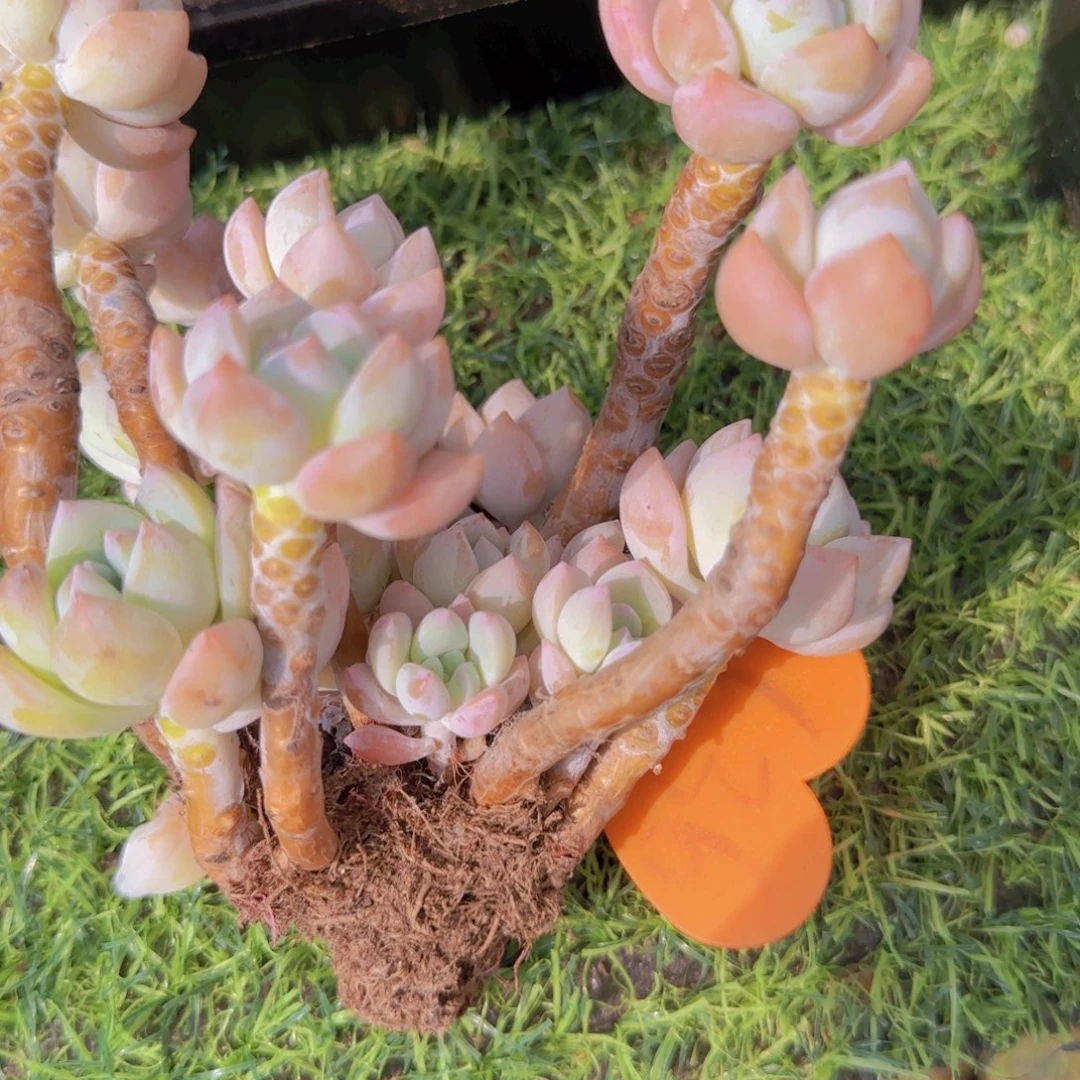 .***এ636多肉植物一物一拍