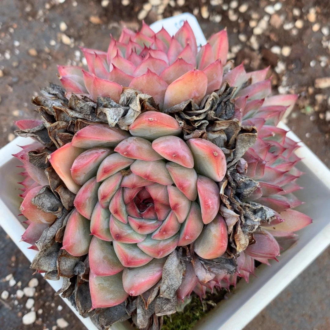 7436杂交多肉植物